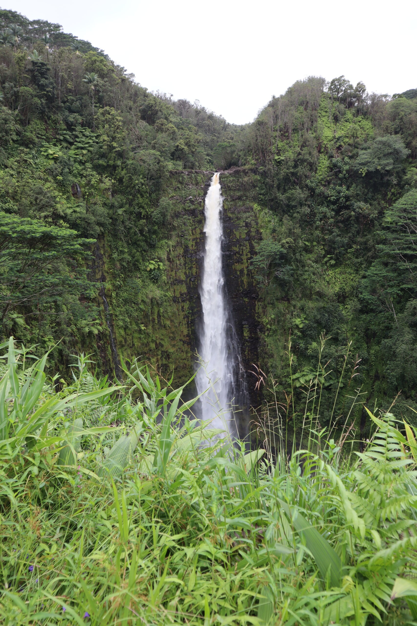 ʻAkaka Falls plunging down a tall cliff surrounded by rainforest