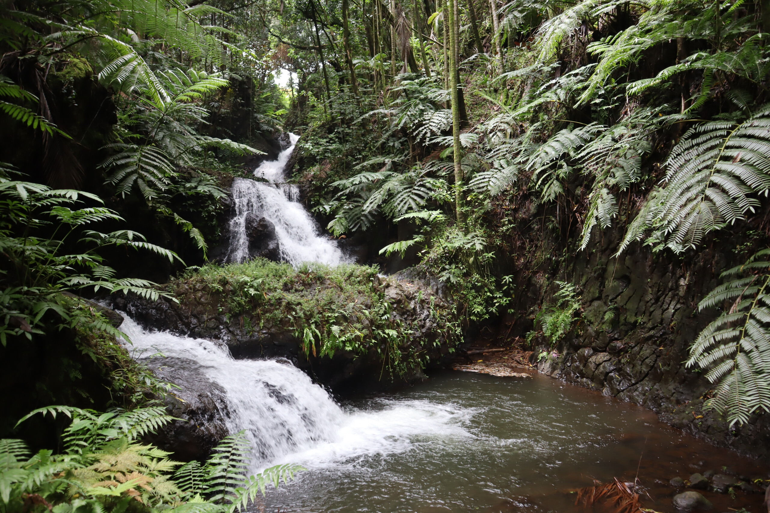 Small cascades flowing through a lush tropical garden
