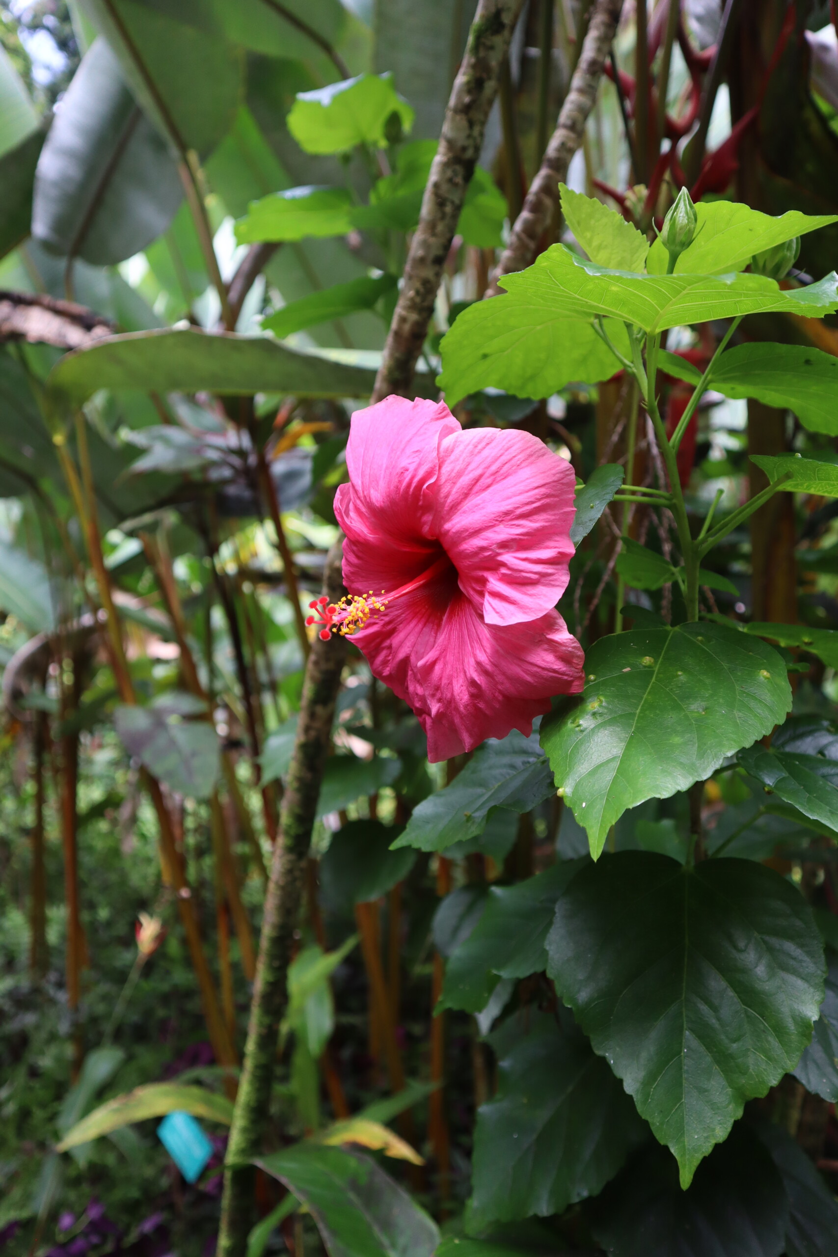 Pink hibiscus flower among green tropical leaves