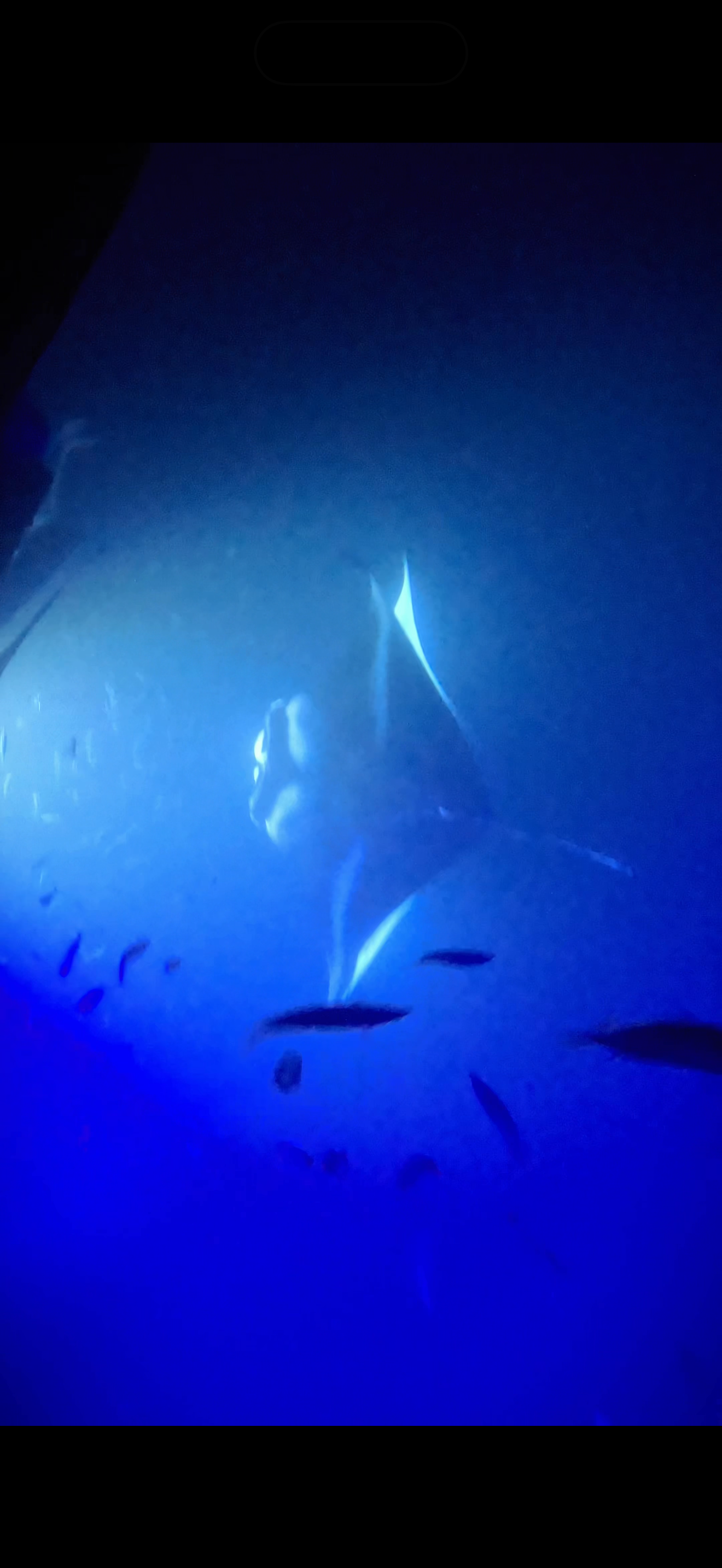 Manta rays illuminated by blue lights during a nighttime snorkel
