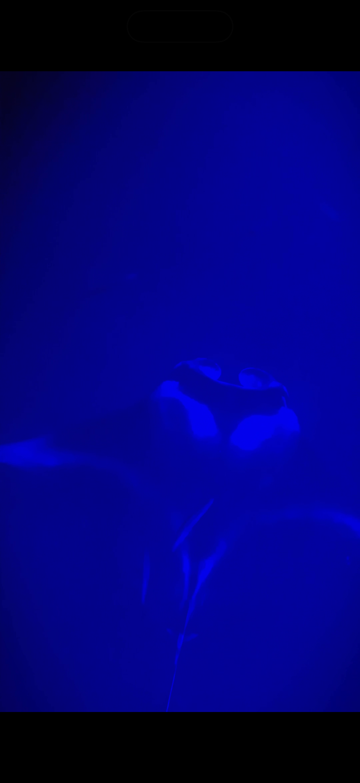 A manta ray swimming through deep blue water at night